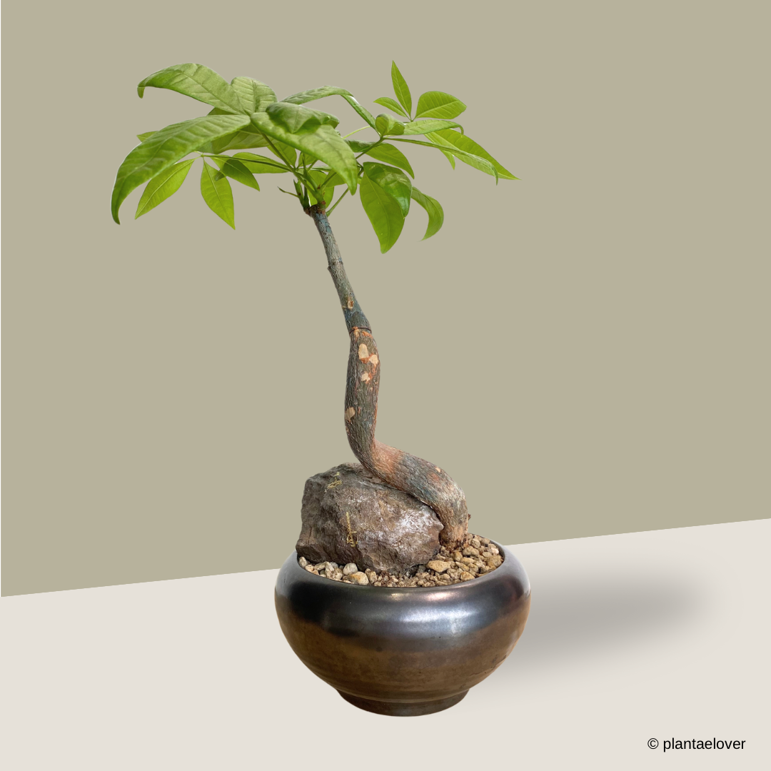 Pachira Aquatica in Coal Pot