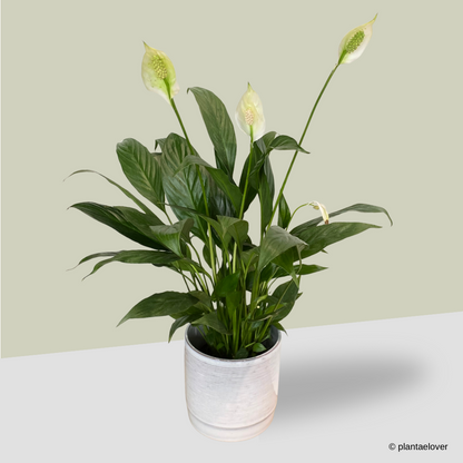 Peace Lily in Atrium Pot