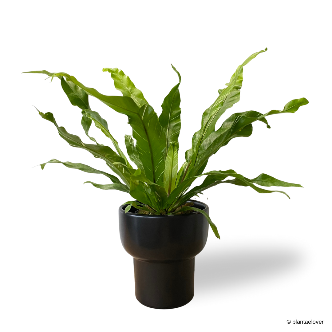 Bird’s Nest Fern Variegata in Dodo Pot