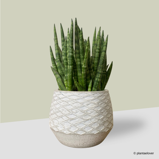Sansevieria Cylindrica in Cemento Pot