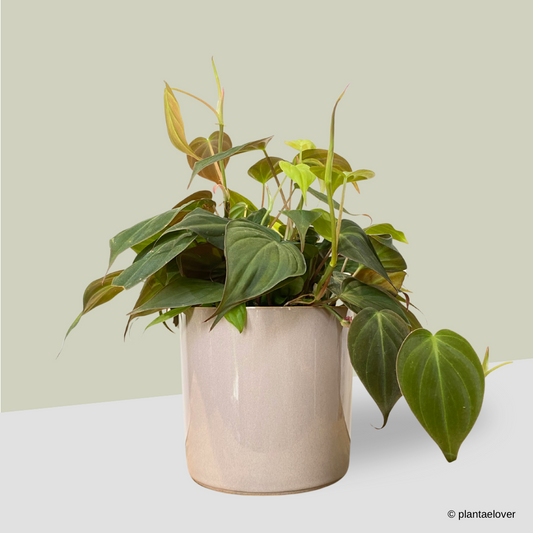 Philodendron Mican in Rosewood Pot
