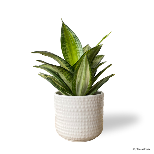 Sansevieria Hahnii Laurentii in Ecru Pot