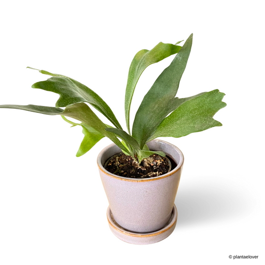 Staghorn Fern in Heather Pot