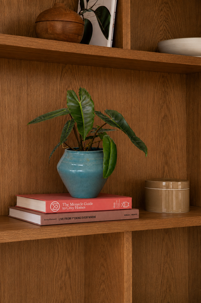 Philodendron Billietiae in Jade Pot
