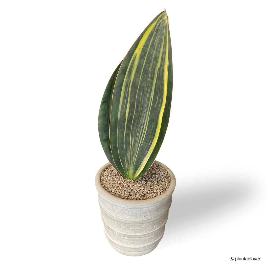 Sansevieria Masoniana Variegata in Oslo Pot