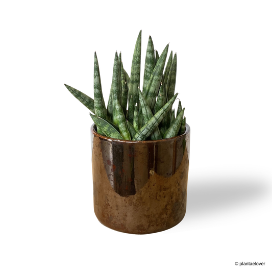 Sansevieria Cylindrica in Cooper Pot