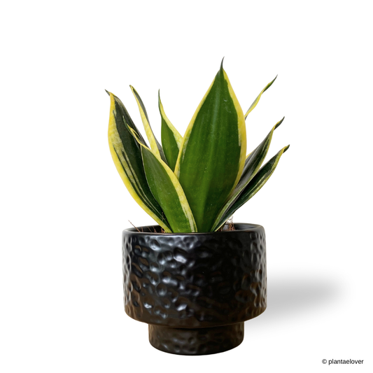 Sansevieria Hahnii Jade in Moonlight Pot
