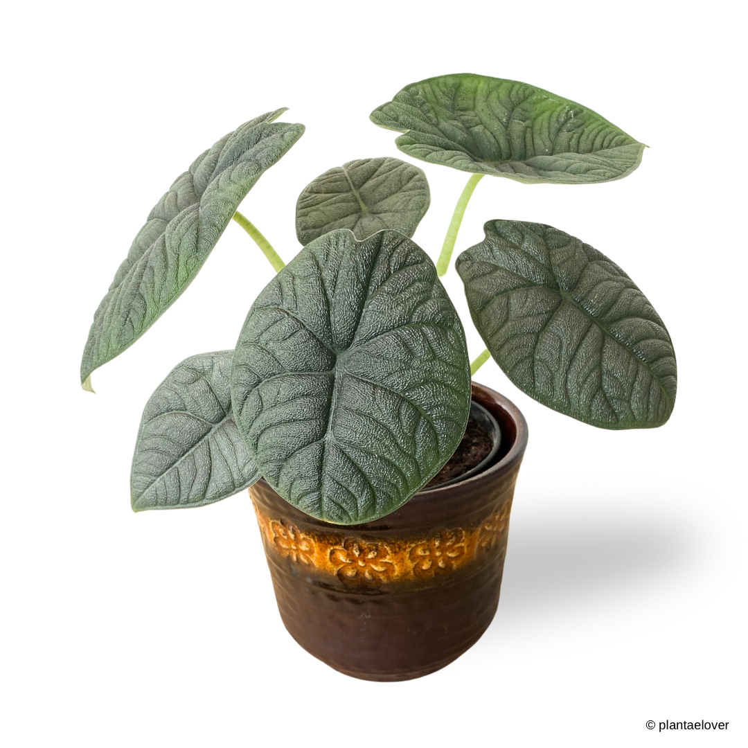 Alocasia Melo in Daisy Pot