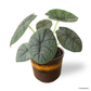 Alocasia Melo in Daisy Pot