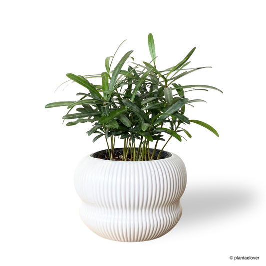 Podocarpus in Laguna Pot