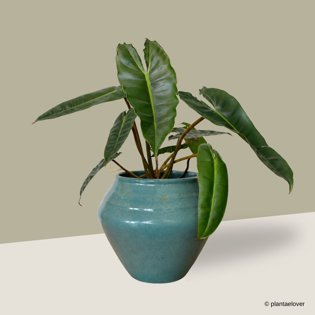 Philodendron Billietiae in Jade Pot