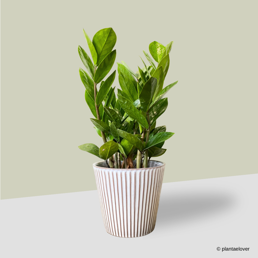 Zamioculcas Zamiifolia in Celine Pot
