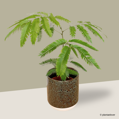 Japanese Everfresh Tree in Rust Pot
