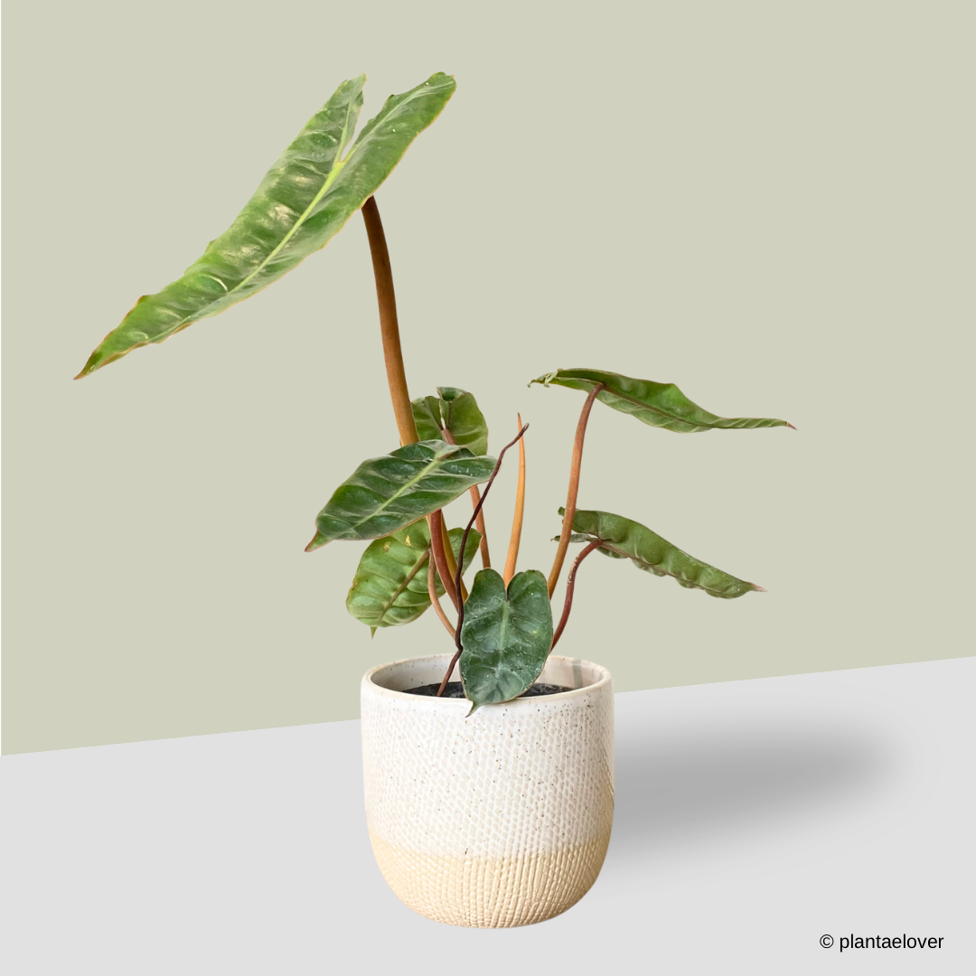 Philodendron Billietiae in Squama Pot