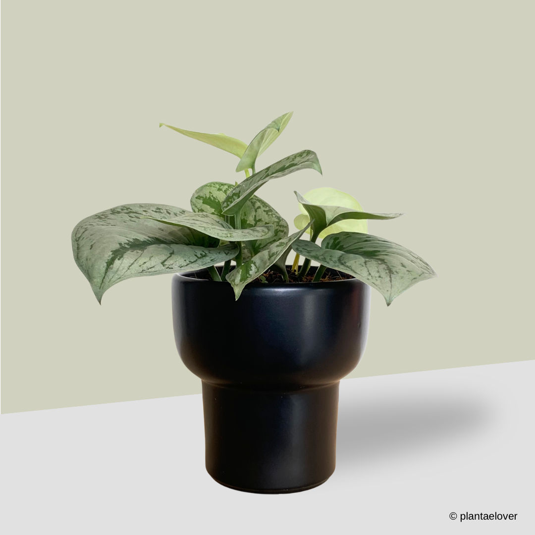Scindapsus Pictus Exotica in Dodo Pot