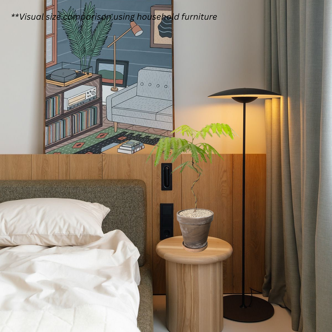 Japanese Everfresh (Bonsai) in SPANG Pot