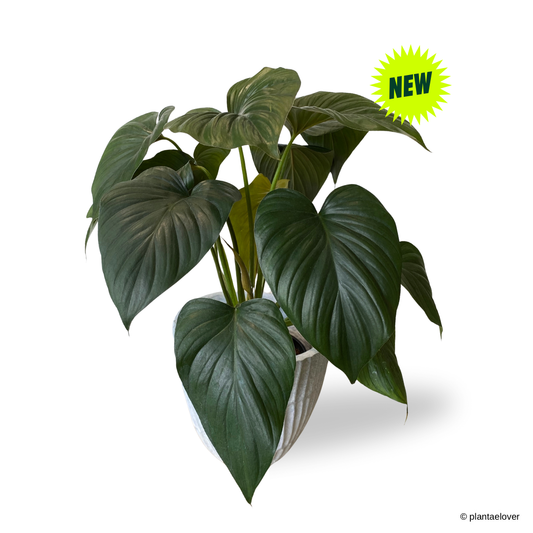 Homalomena Emerald Gem in Plantium Pot