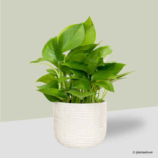 Green Pothos in Skinwood Pot