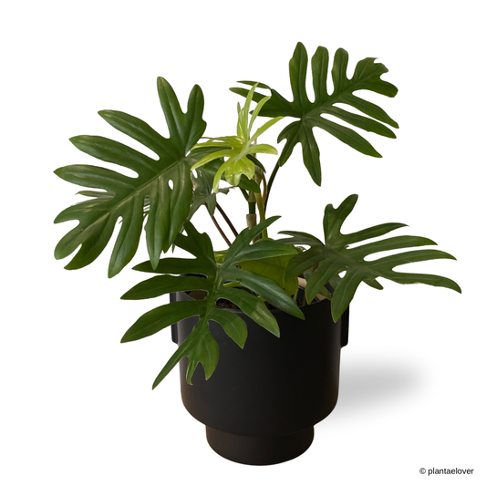 Philodendron Bipinnatifidum in Podium Pot