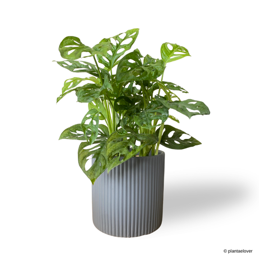 Monstera Adansonii in Cylindrica Pot