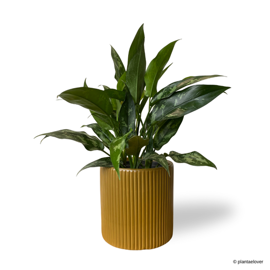 Aglaonema Maria in Cylindrica Pot