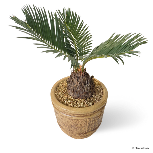 Sago Palm in Sahara Pot