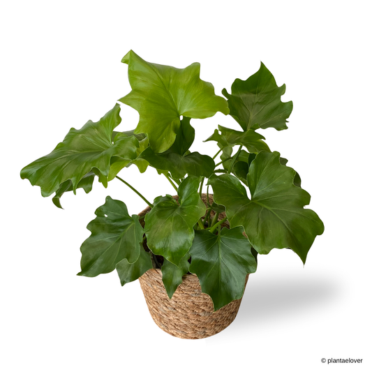 Philodendron Selloum Hope in Woven Basket