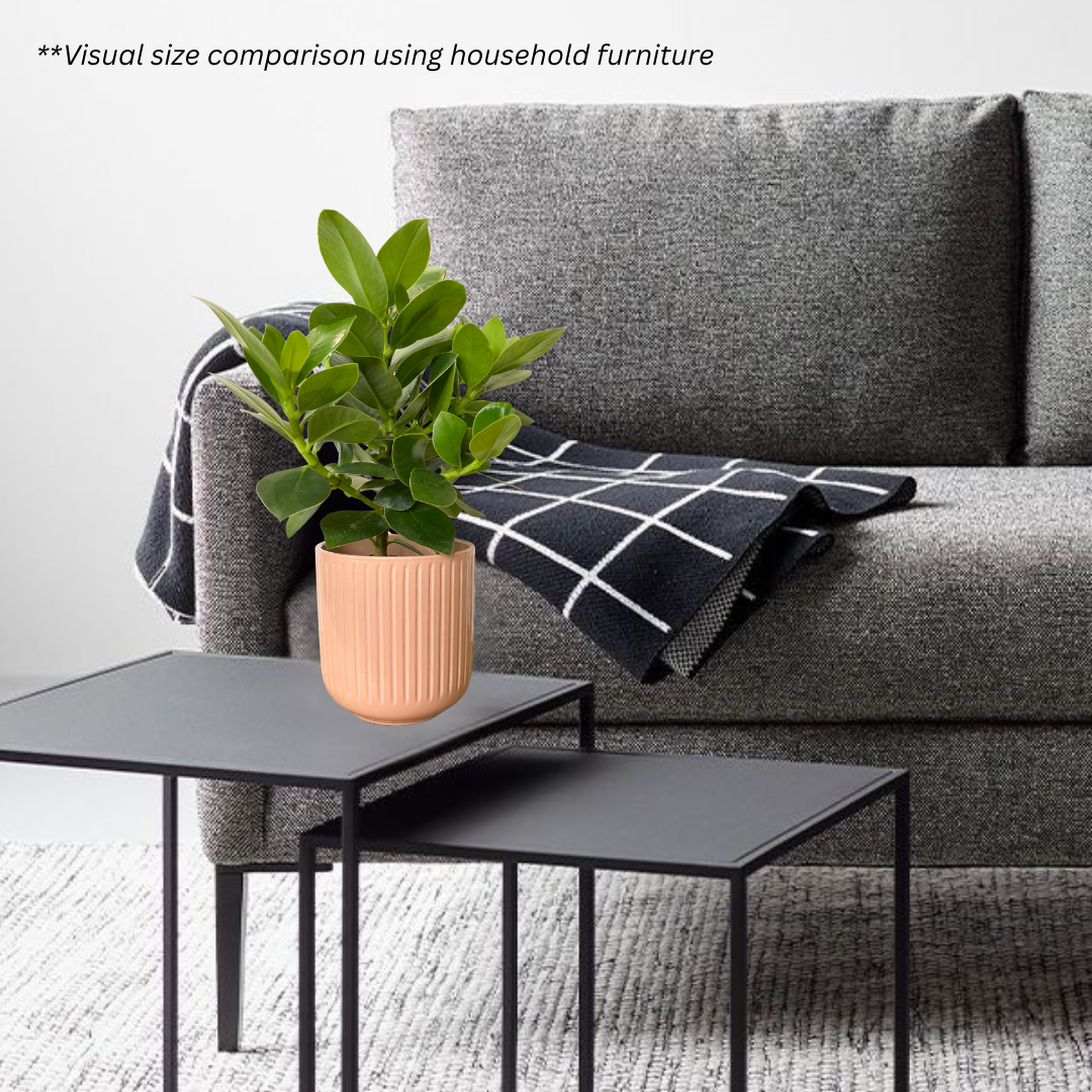 Clusia Rosea in Peach Pot