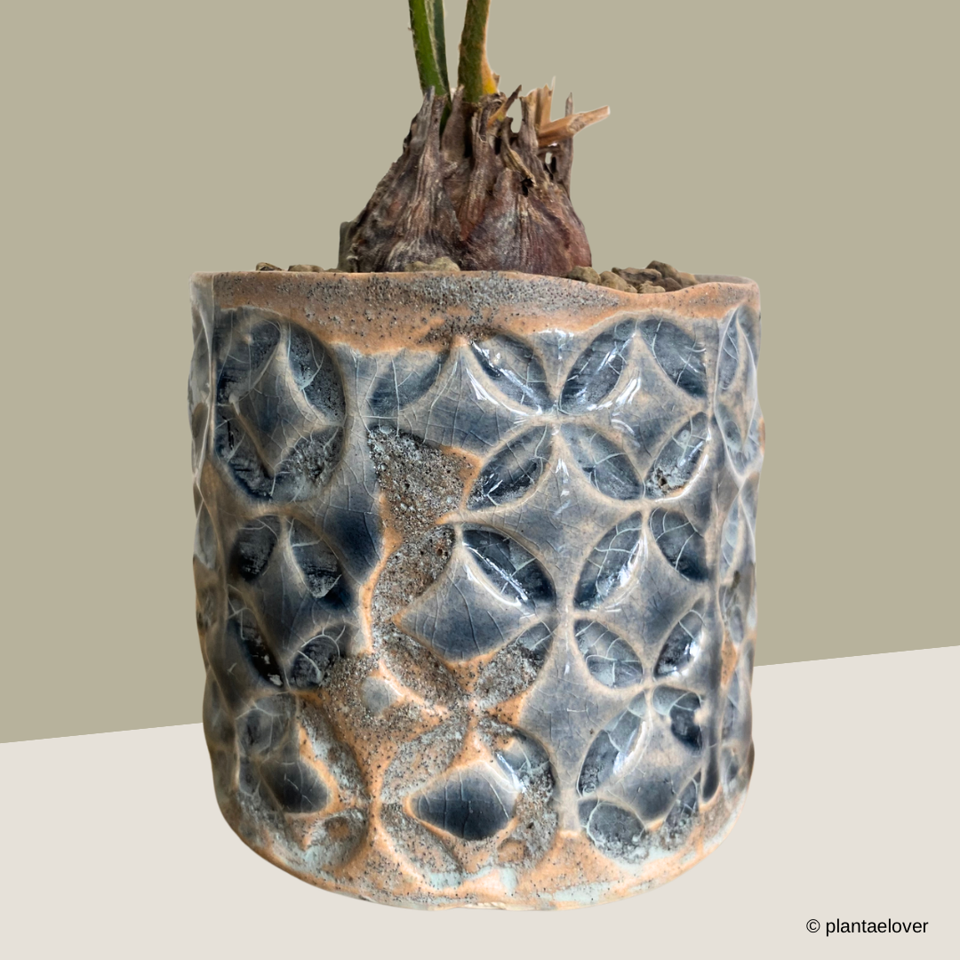Sago Palm in Monogram Pot