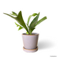 Staghorn Fern in Heather Pot