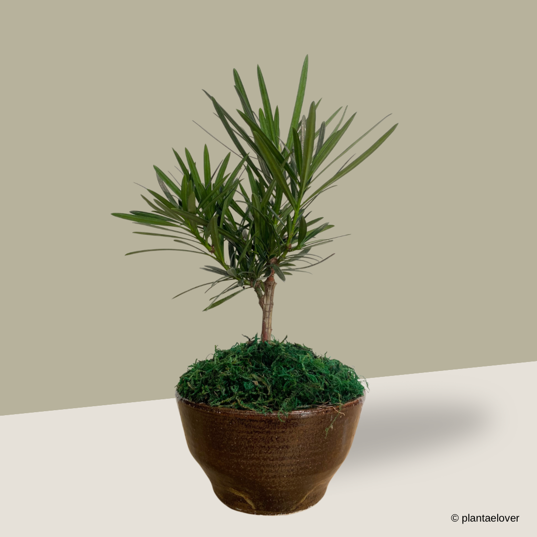 Podocarpus in Sabi Pot