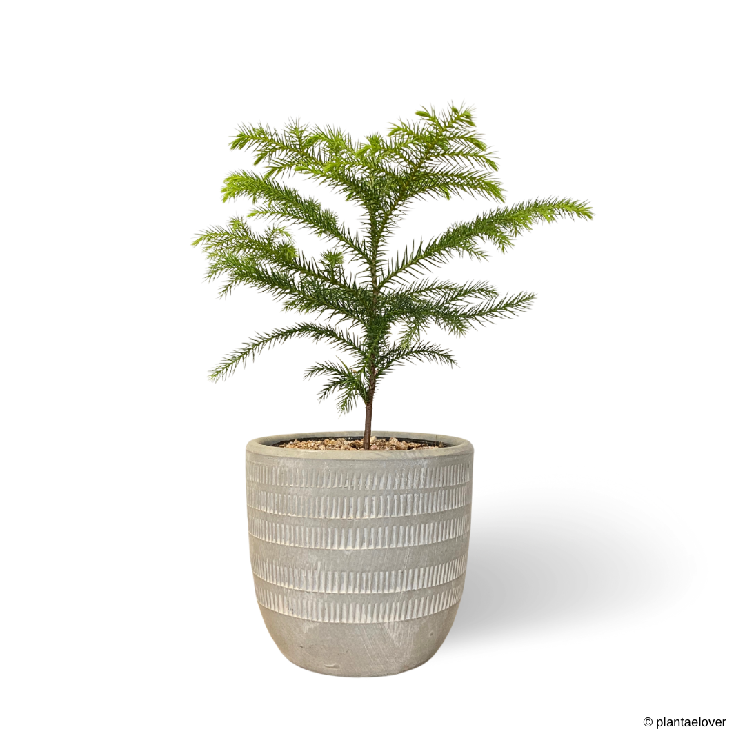 Norfolk Island Pine in Granite Pot