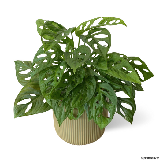 Monstera Adansonii in Cylindrica Pot