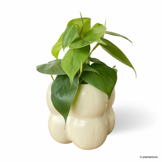 Philodendron Heartleaf in Puffer Pot