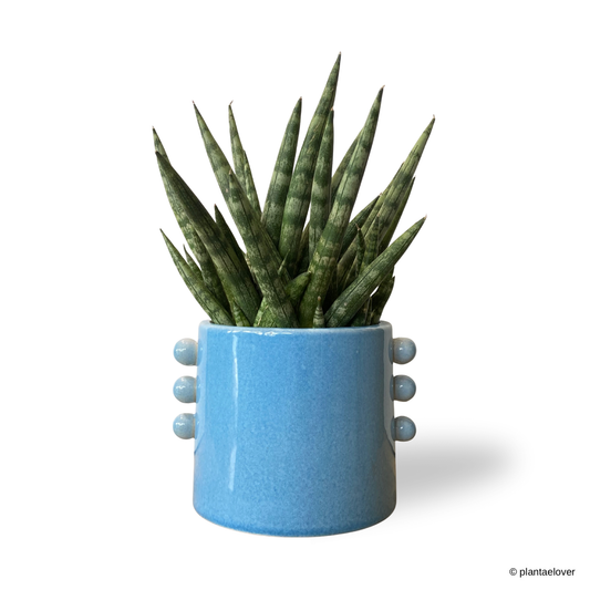 Sansevieria Cylindrica in Buttons Pot