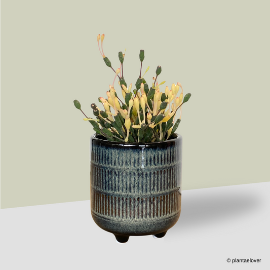 Dancing Bones Cactus in Savoy Pot