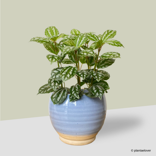 Pilea Cadierei in Cornflower Pot