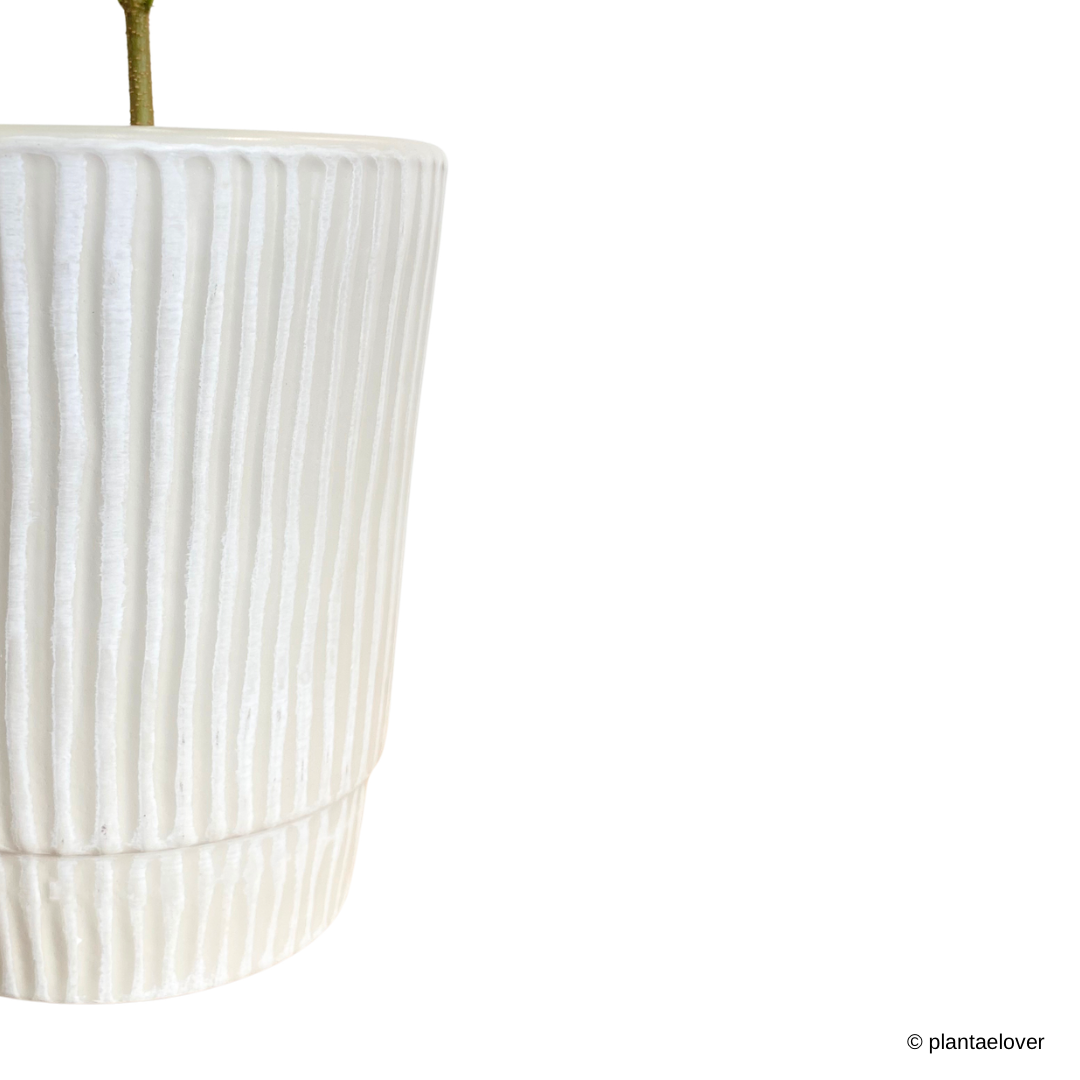 Japanese Everfresh Tree in Lullaby Pot