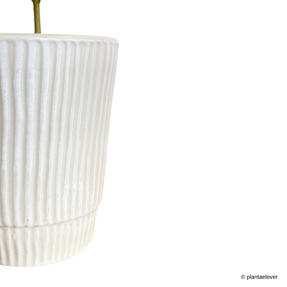 Japanese Everfresh Tree in Lullaby Pot