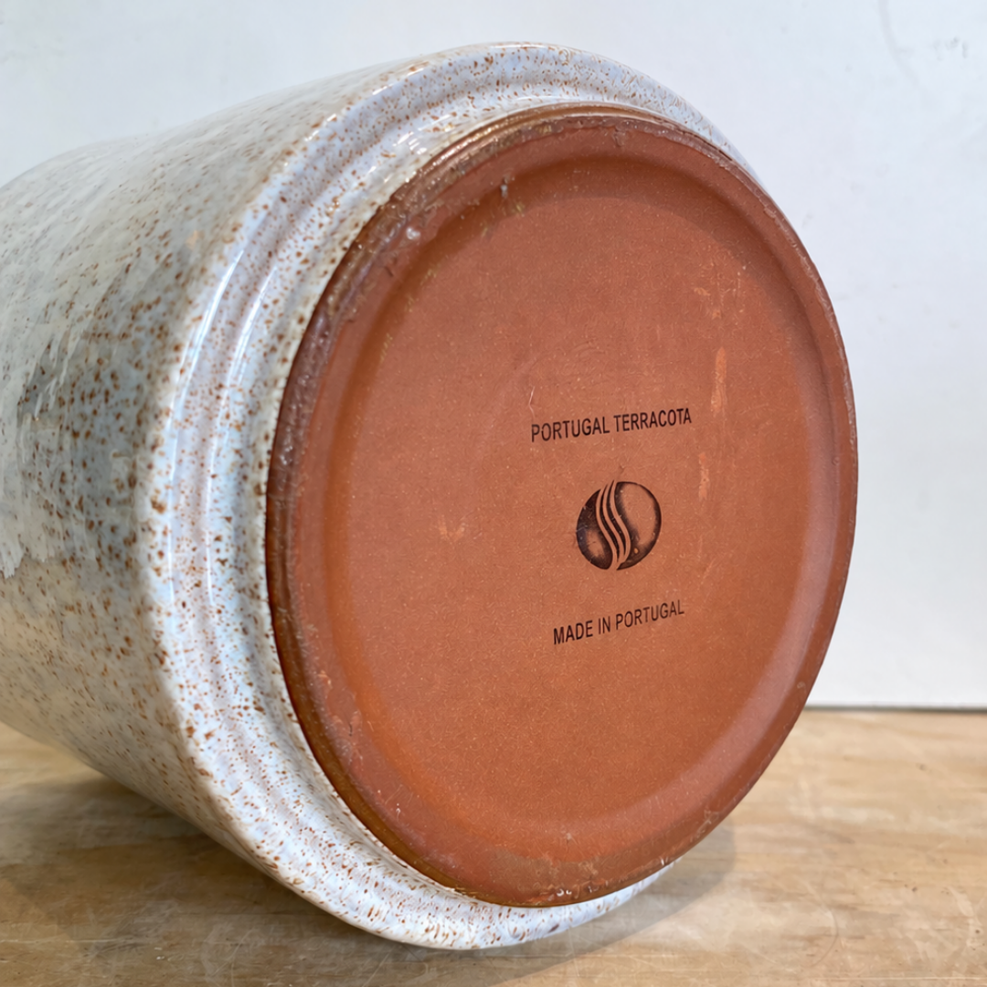 Japanese Everfresh Tree in Maria Portugal Pot
