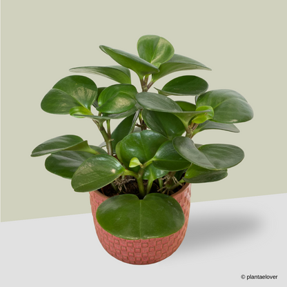 Peperomia Obtusifolia in Anyam Pot