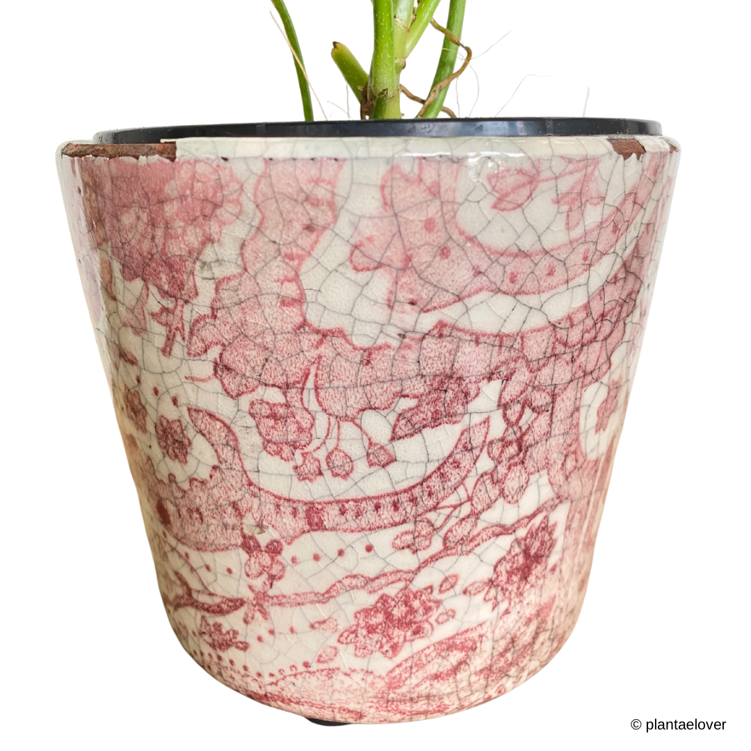 Philodendron Florida Ghost in Heritage Pot