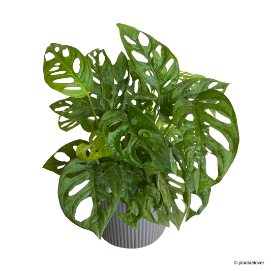 Monstera Adansonii in Cylindrica Pot
