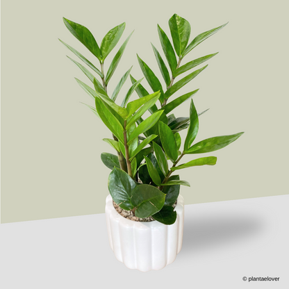 Zamioculcas Zamiifolia in Eclairs Pot