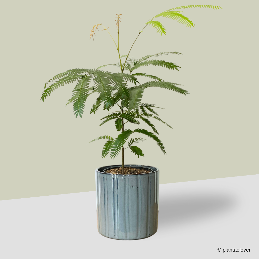 Japanese Everfresh Tree in Capri Pot