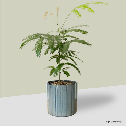 Japanese Everfresh Tree in Capri Pot