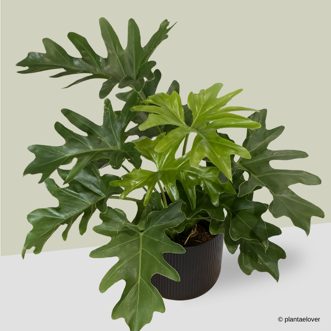 Philodendron Selloum in Cylindrica Pot