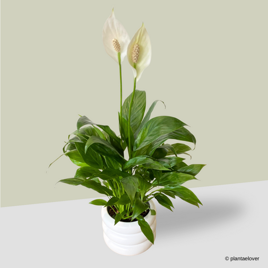 Peace Lily in Bagel Pot