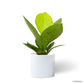 Anthurium Jungle Bush in Celine Pot