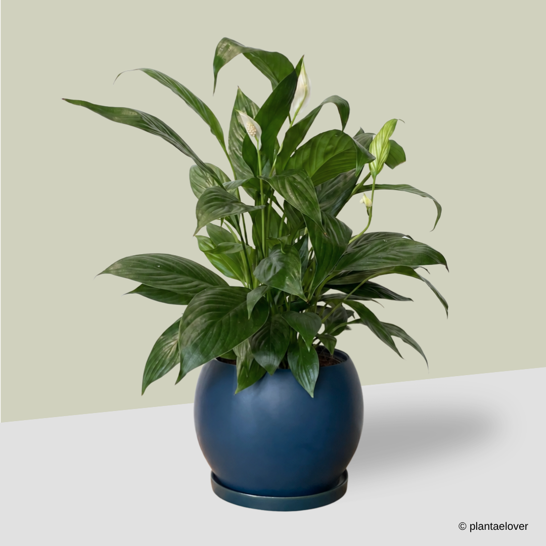 Peace Lily in Royal Blue Pot